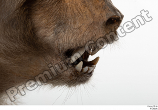Monkey  2 mouth teeth 0001.jpg